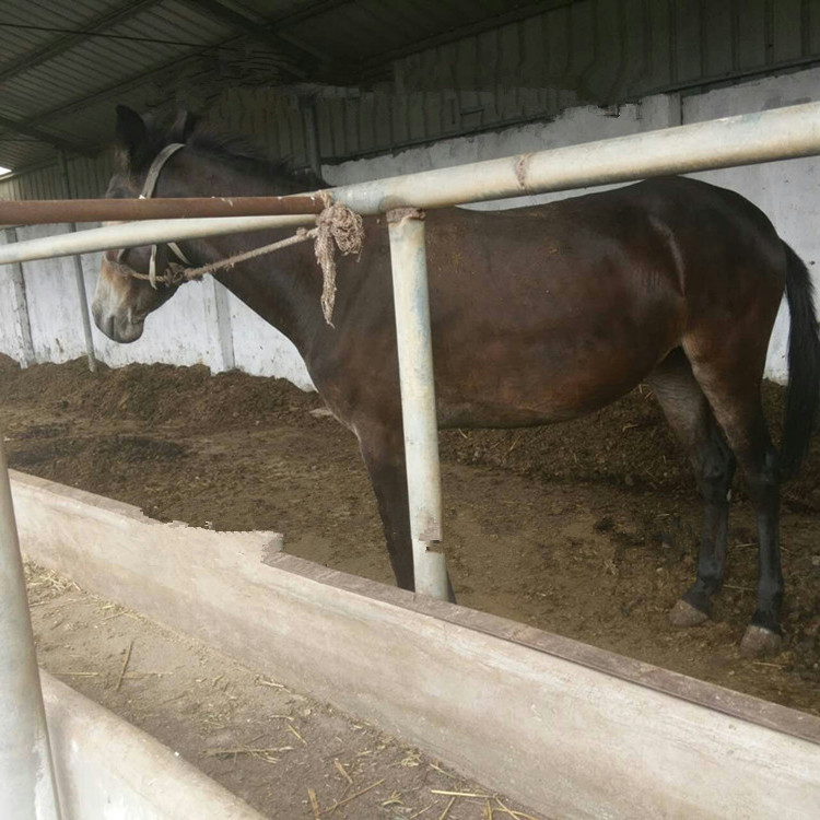 山东骡子养殖场直销驴骡 马骡价格 肉骡批发价格