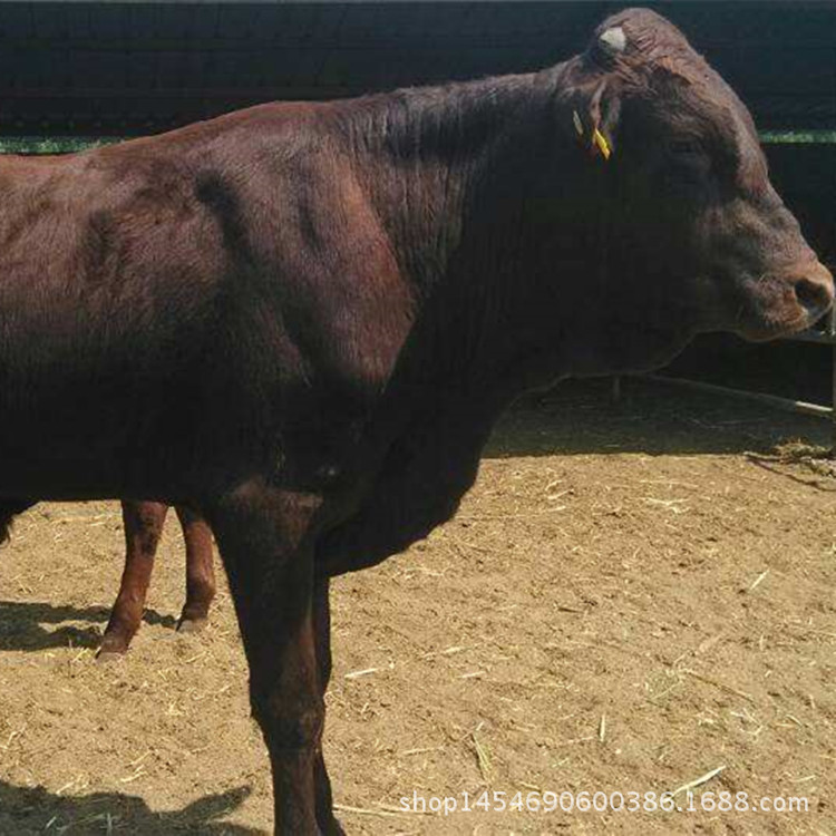 羊羔 肉羊 种牛夏洛莱牛 利木赞牛 鲁西黄牛 养牛场