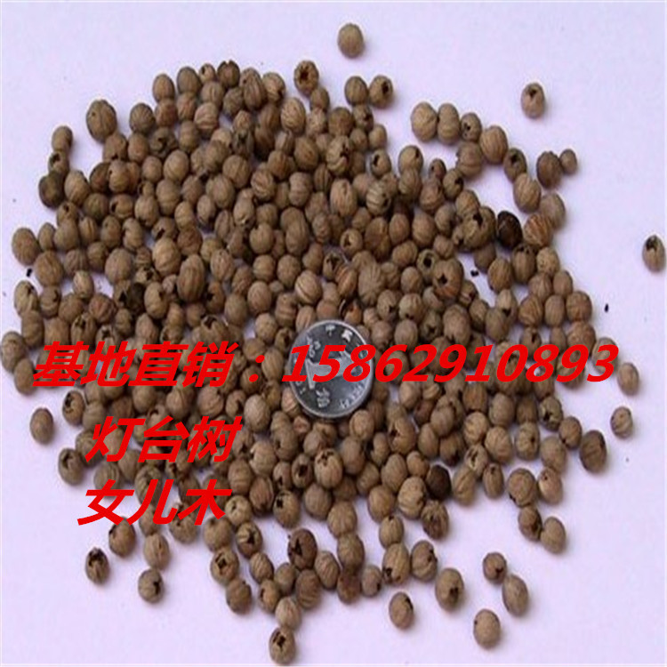 基地直销灯台树种子灯台树-又名瑞木-女儿木-六角树-种子量大从优