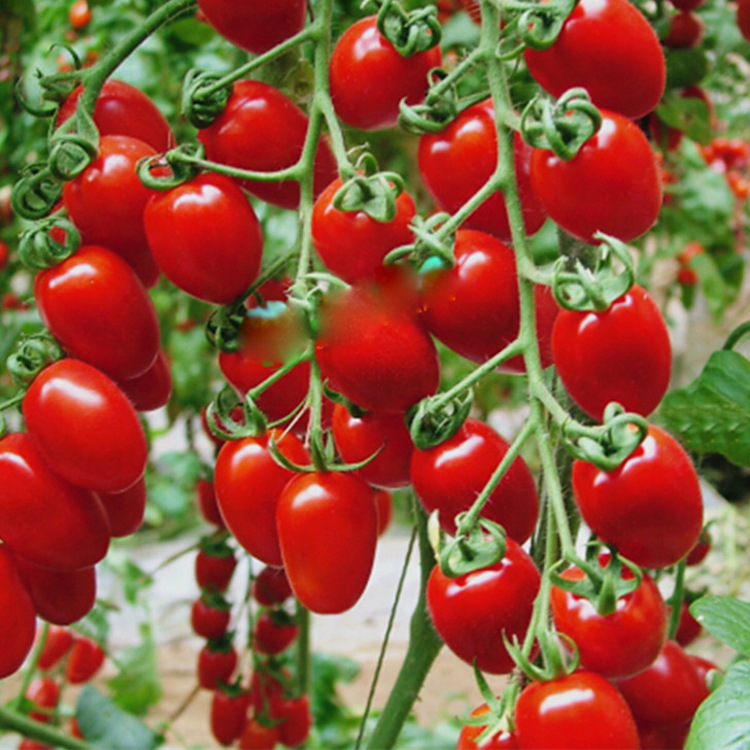 魔鬼/美味/紫玉樱桃小番茄种子紫绿黄红四季盆栽圣女果蔬菜种籽孑