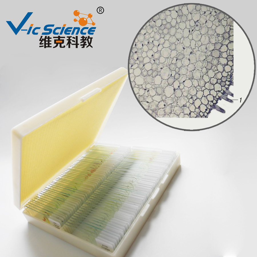 蚕豆幼根横切示根毛植物类装片根生物切片标本显微镜玻片