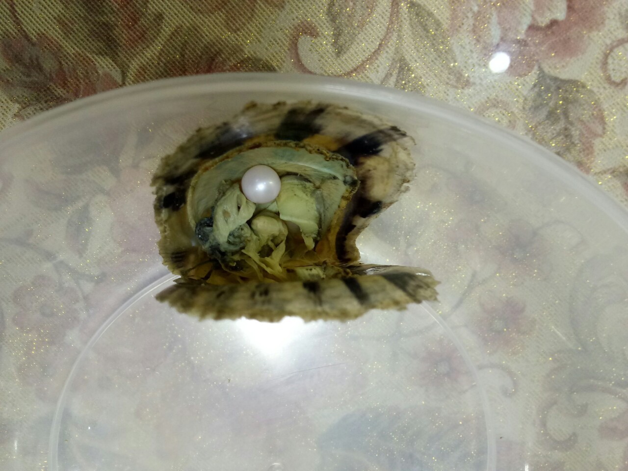 马氏贝海水贝马氏珍珠贝壳 诸暨山下湖厂家直销