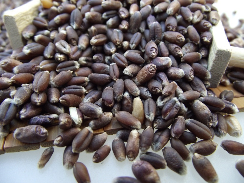 黑小麦粒 农家优质黑麦批发 去皮黑小麦 酿酒黑麦 五谷杂粮