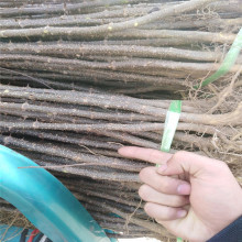 大红袍花椒苗 适合贵州地区种植的花椒苗 山东花椒苗基地