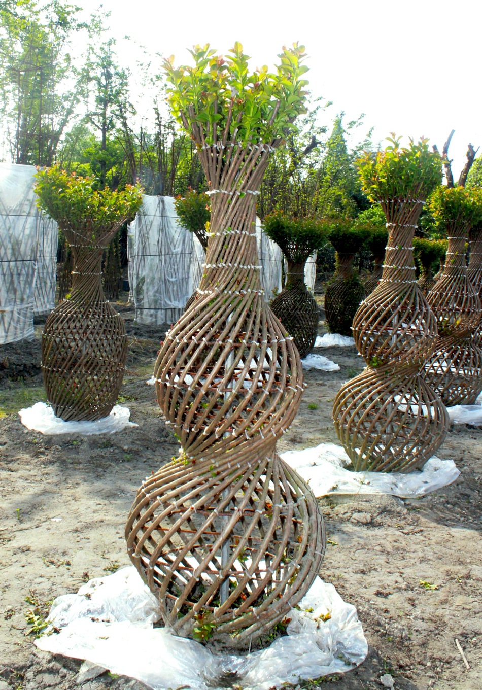 紫薇造型景观树 宝葫芦旋转交叉 紫薇编艺 园林绿化苗木 绿植编