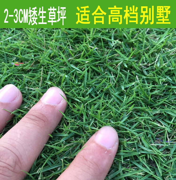 不需要修剪进口四季青草坪种子护坡草百慕大草种籽绿化草皮种子