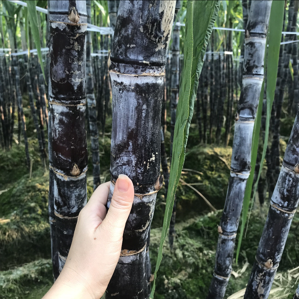 广西黑皮甘蔗新鲜果蔗孕妇水果8斤包邮