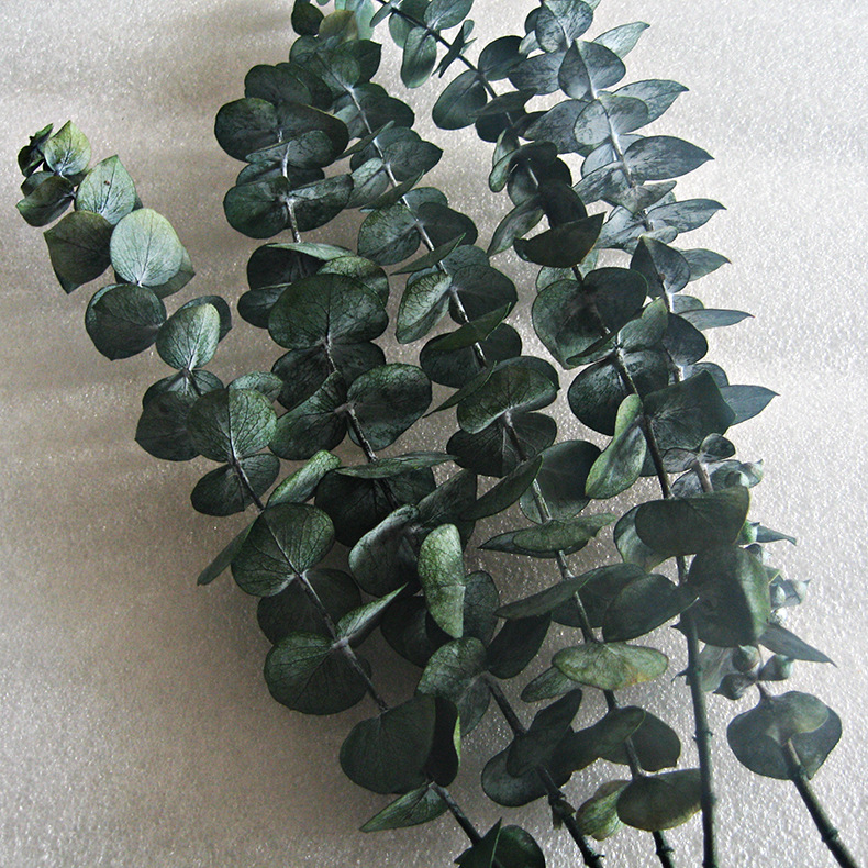 50克一扎铜钱桉保鲜花diy插花礼品盒材料云南永生花厂家供应批发