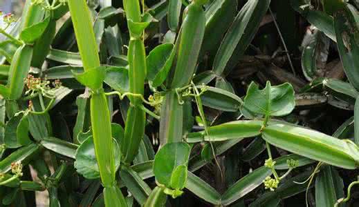 方茎青紫葛提取物 10:1 方茎青紫葛提取粉 现货 斯诺特厂家