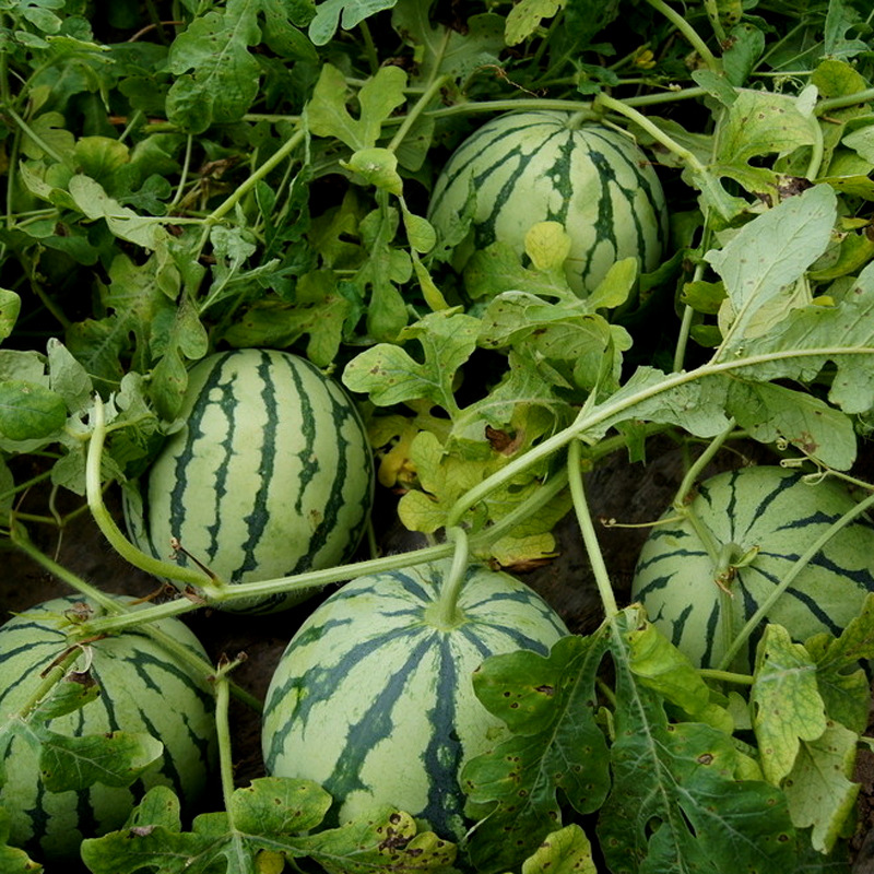 京欣一号二号大西瓜种子种籽早熟高产特大麒麟瓜春季四季瓜果秧孑