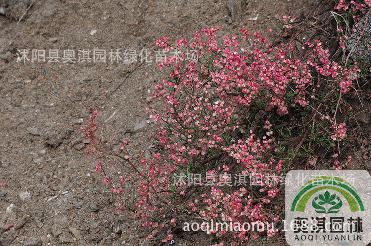 戟叶酸模种子 中药材种子 发芽率高 保质保量 量大优惠 货到付款