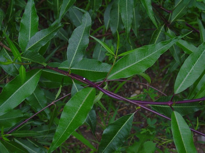 北五加皮提取物101羊奶子提取物比例提取物斯诺特厂家
