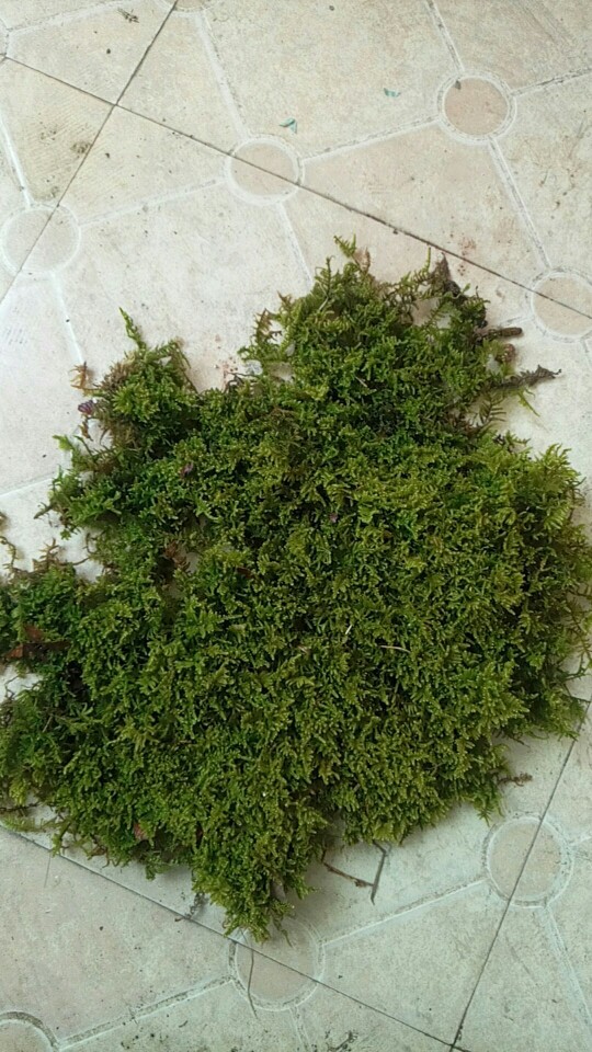 多肉微景观苔藓批发 庭院青苔 大灰藓 1平方米 散装