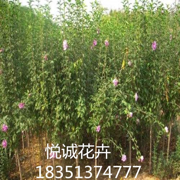 丛生木槿树苗 园林绿化苗木色块绿篱行道点缀庭院种植