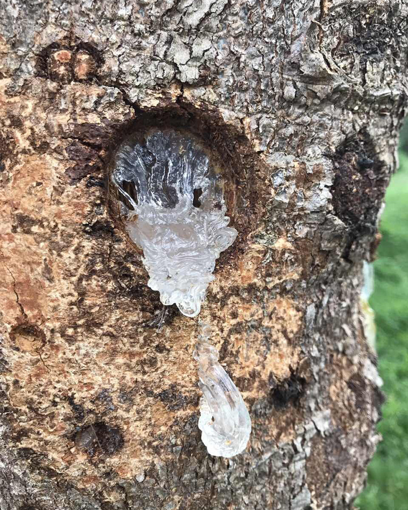 拉丝雪燕 野生植物燕窝搭配桃胶皂角米 拉丝好产地直销 一手货源