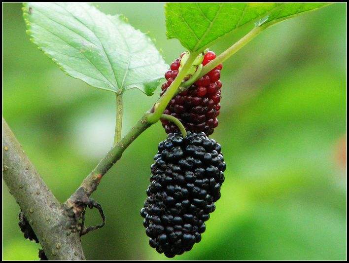 黄桑木提取 桑色素98% 桑橙树提取480-16-0 100g/袋