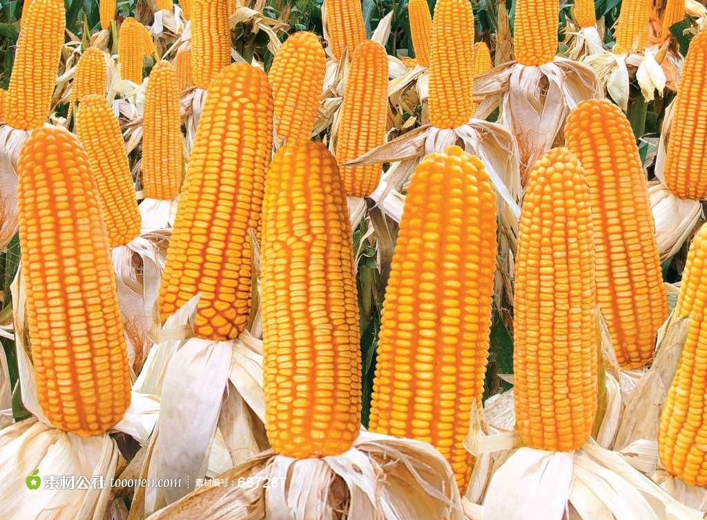 产量高,大棒型玉米新品种2118,大棒玉米,2118玉米,玉米种