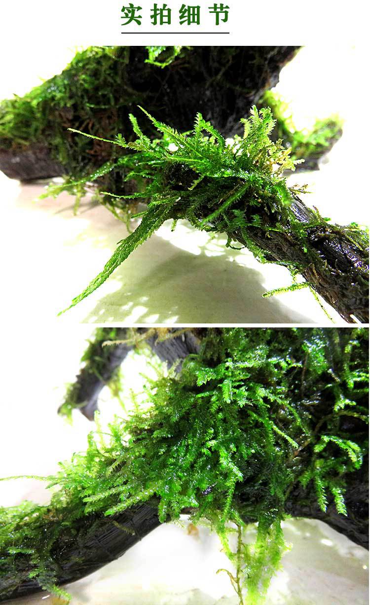 鱼缸造景莫斯树大三角莫斯活体真水草植物草缸造景套餐水族箱装饰