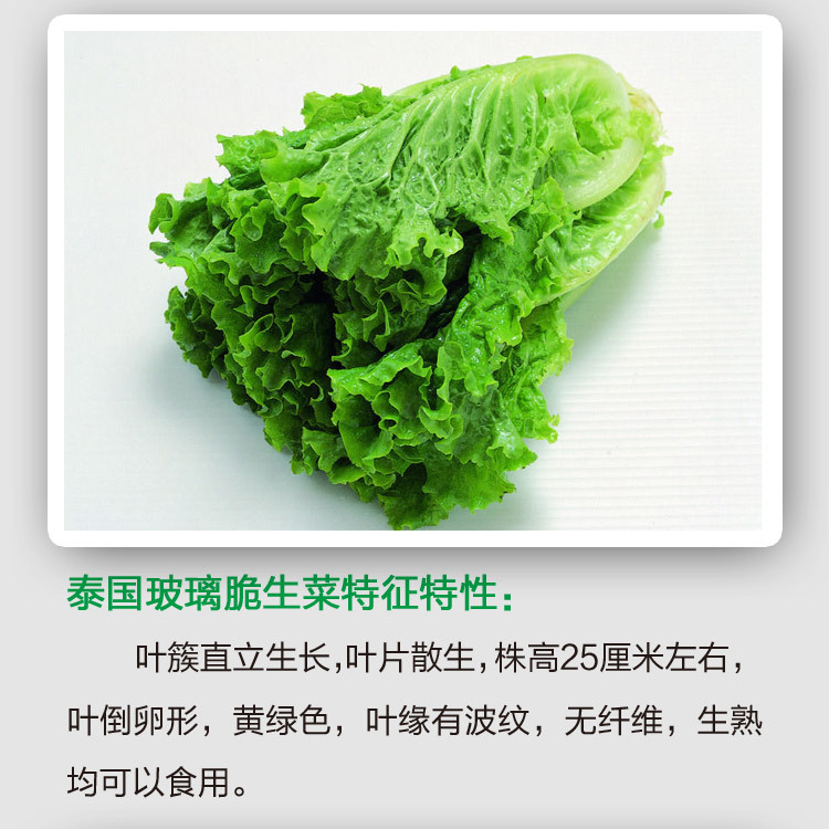 批发蔬菜种子意大利泰国美国结球生菜叶菜家庭园艺盆栽紫生菜种子