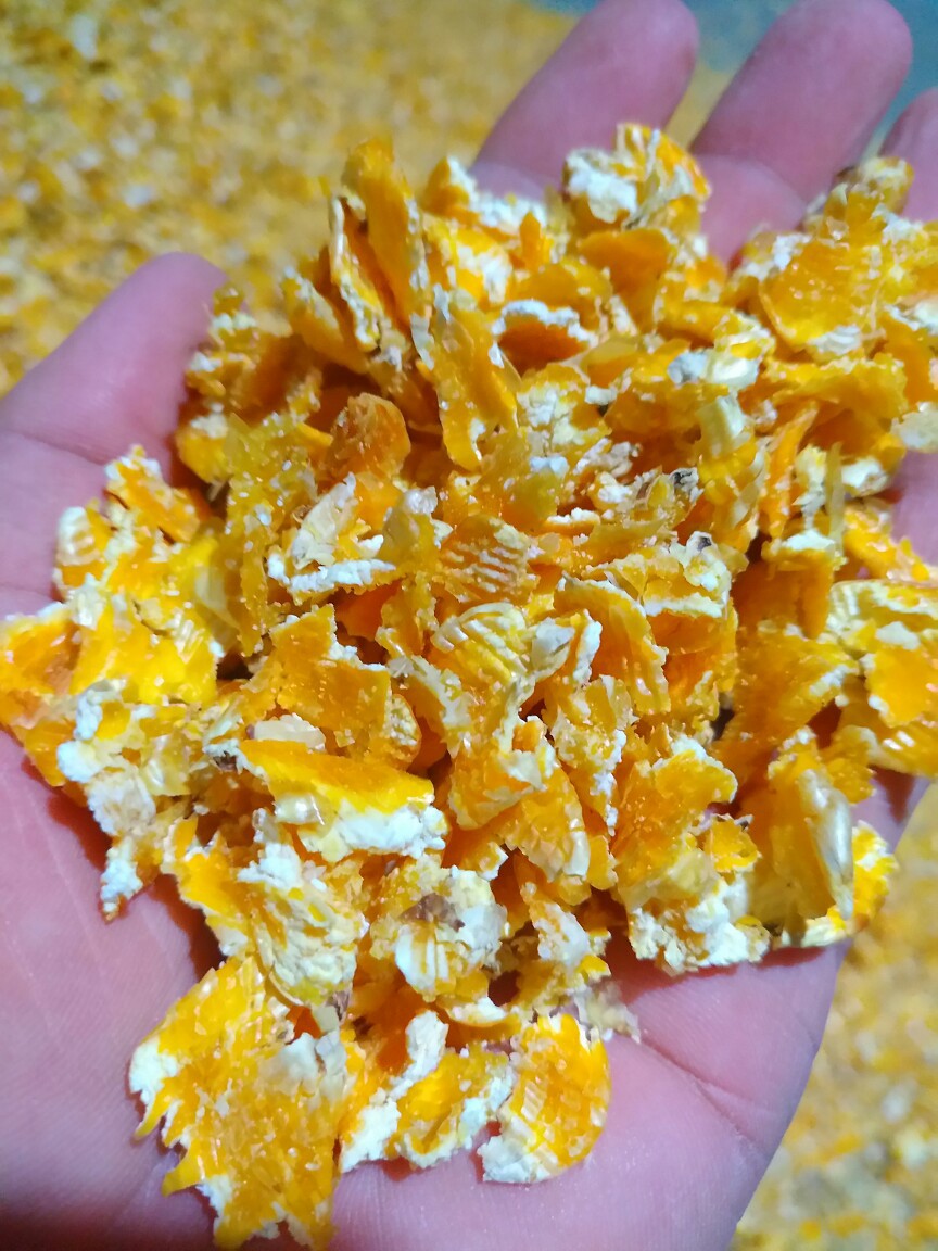 蒸汽熟化玉米压片玉米奶牛乳猪专用饲料临沂旭洋饲料