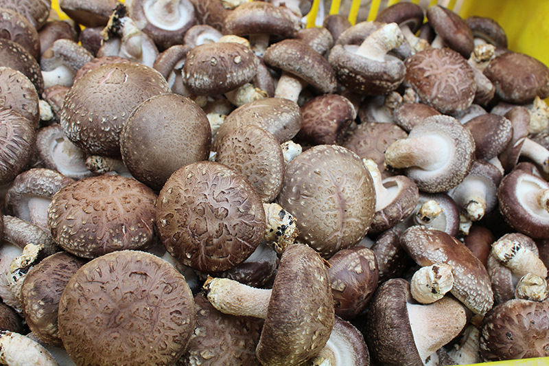 香菇鲜菇食用菌销售808品种135五香一号939批发