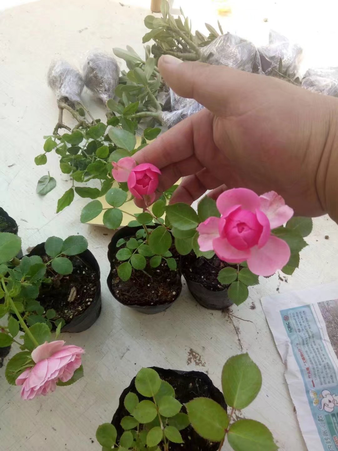 批发 月季 月季花苗 藤本月季 欧洲月季 艾拉绒球月季 当年开花