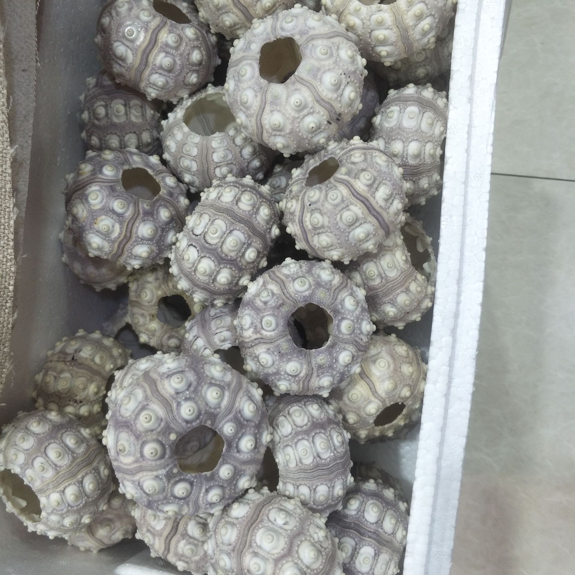 天然海胆空气凤梨淡紫色4-7cm装饰贝壳海螺礼品婚礼摆台diy海胆壳