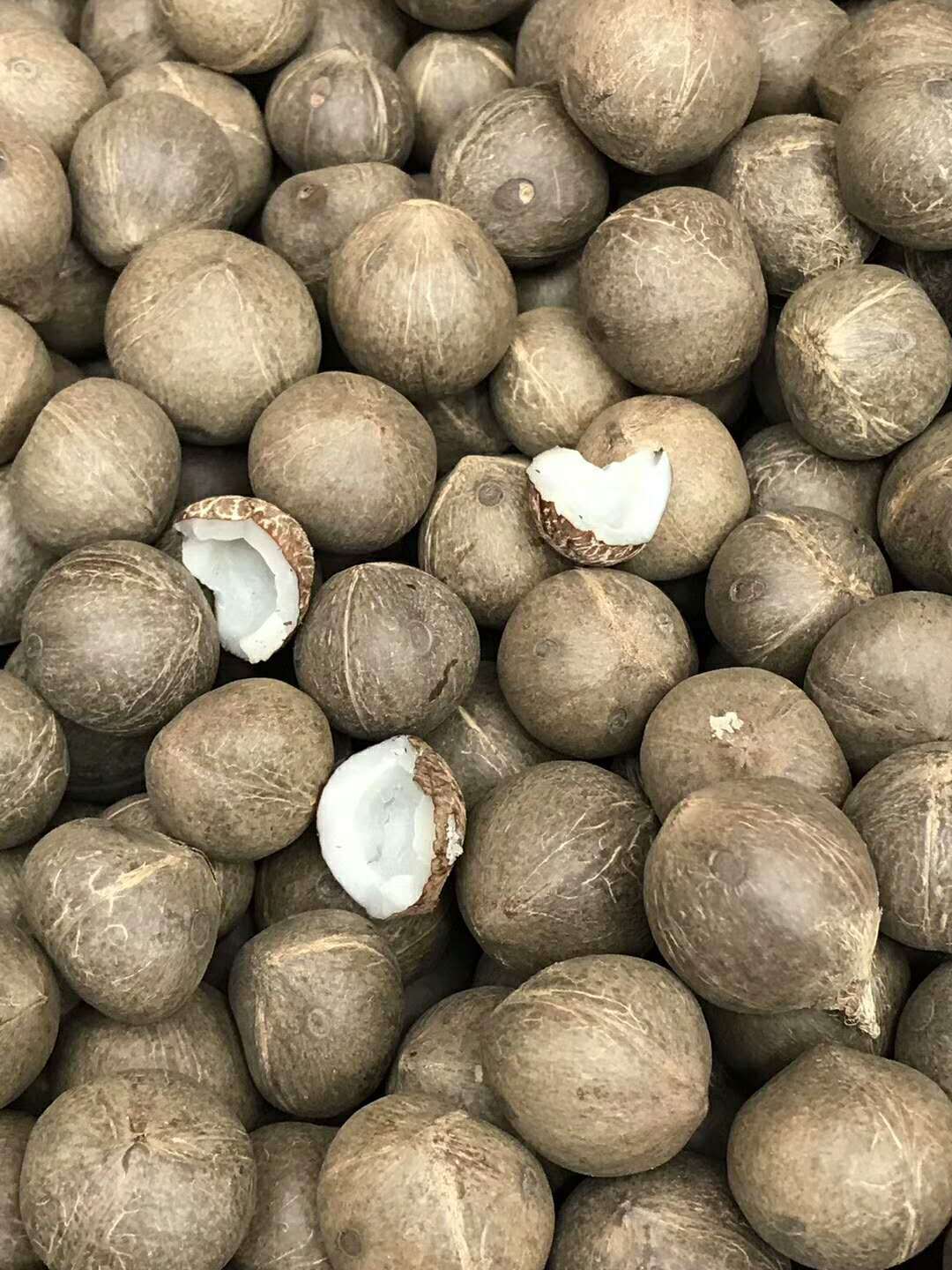 今天公布货源 小椰子皇 一斤￥35