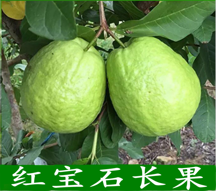 新品种 无籽红宝石番石榴苗 果丰果苗