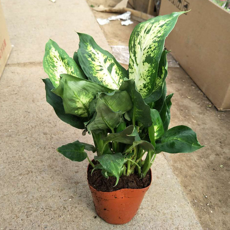 银皇后粉黛万年青绿植花卉盆栽客厅绿色水培植物懒人植物办公室内