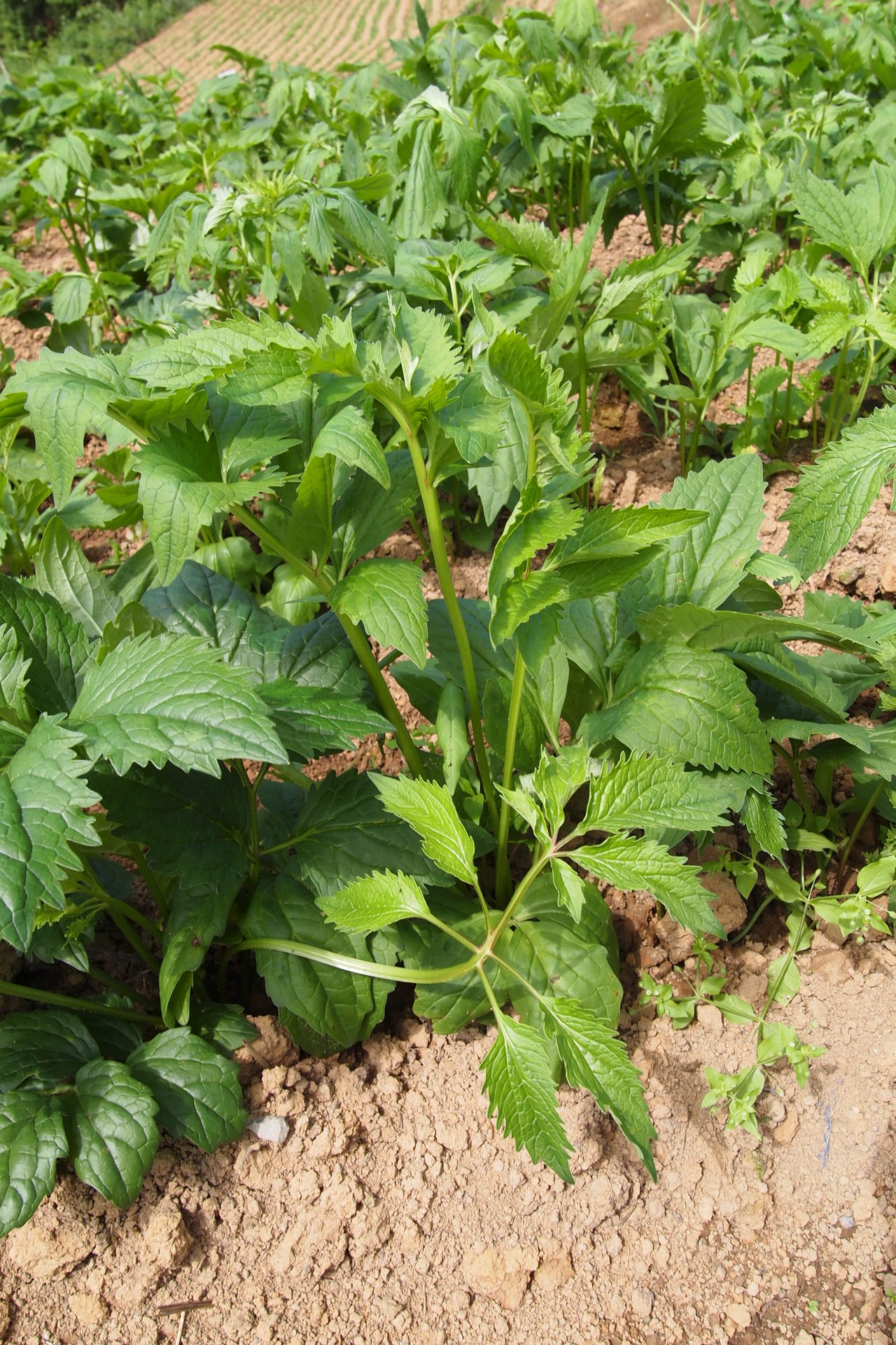 贵州苗药生物:大家期待已久的缬草油上市了,需要的赶紧吧!