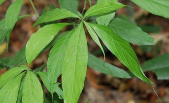 鳄嘴花提取物101忧遁草提取物鳄嘴花粉现货斯诺特厂家