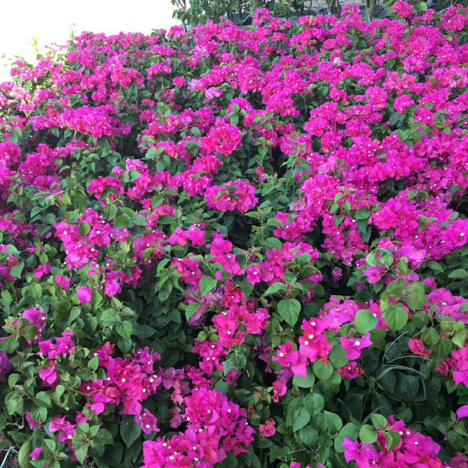 四季红三角梅盆栽 室内绿化园林绿化潮州红三角梅盆栽基地直销