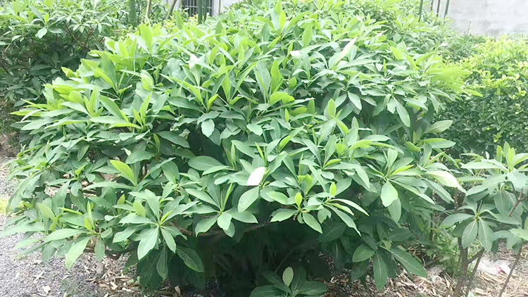 30-1米结香球苗木 校园马路绿化园林结香花树 观赏植物小苗风景树