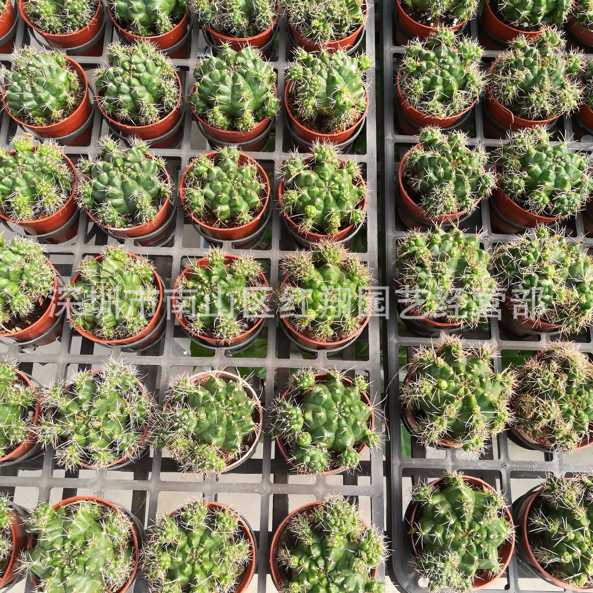 绿牡丹仙人球 广州花卉盆栽基地直供多肉植物 绿牡丹