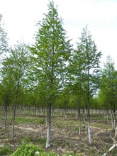 成都大量批发水杉水杉苗等其他苗木品种价格优惠品种齐全