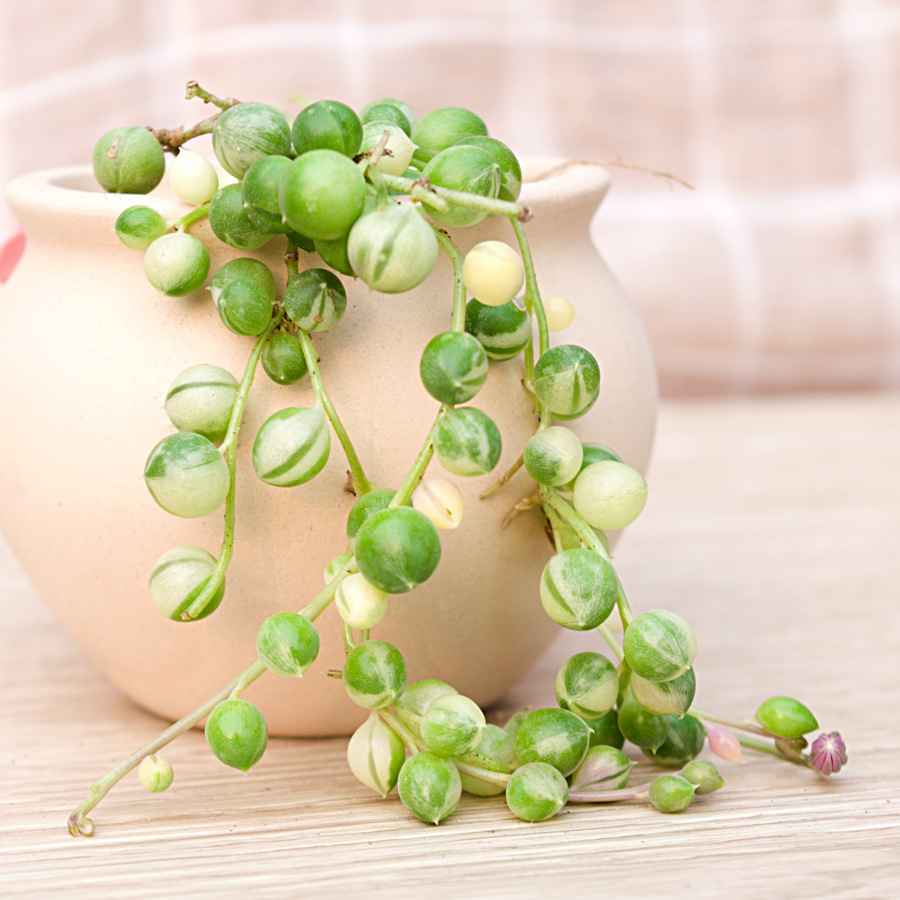 圆佛珠 佛珠锦 情人泪锦多肉植物 盆栽花卉办公室内阳台绿植 吊兰