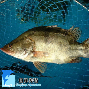 红罗非鱼 珍珠腊鱼 彩虹鲷 鱼苗批发 活体 淡水养殖
