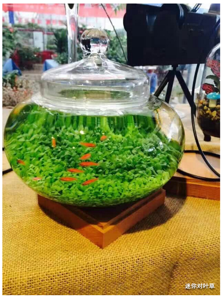 水草种子鱼缸造景水草种子无需co2水草种子水草籽发芽快包活好养