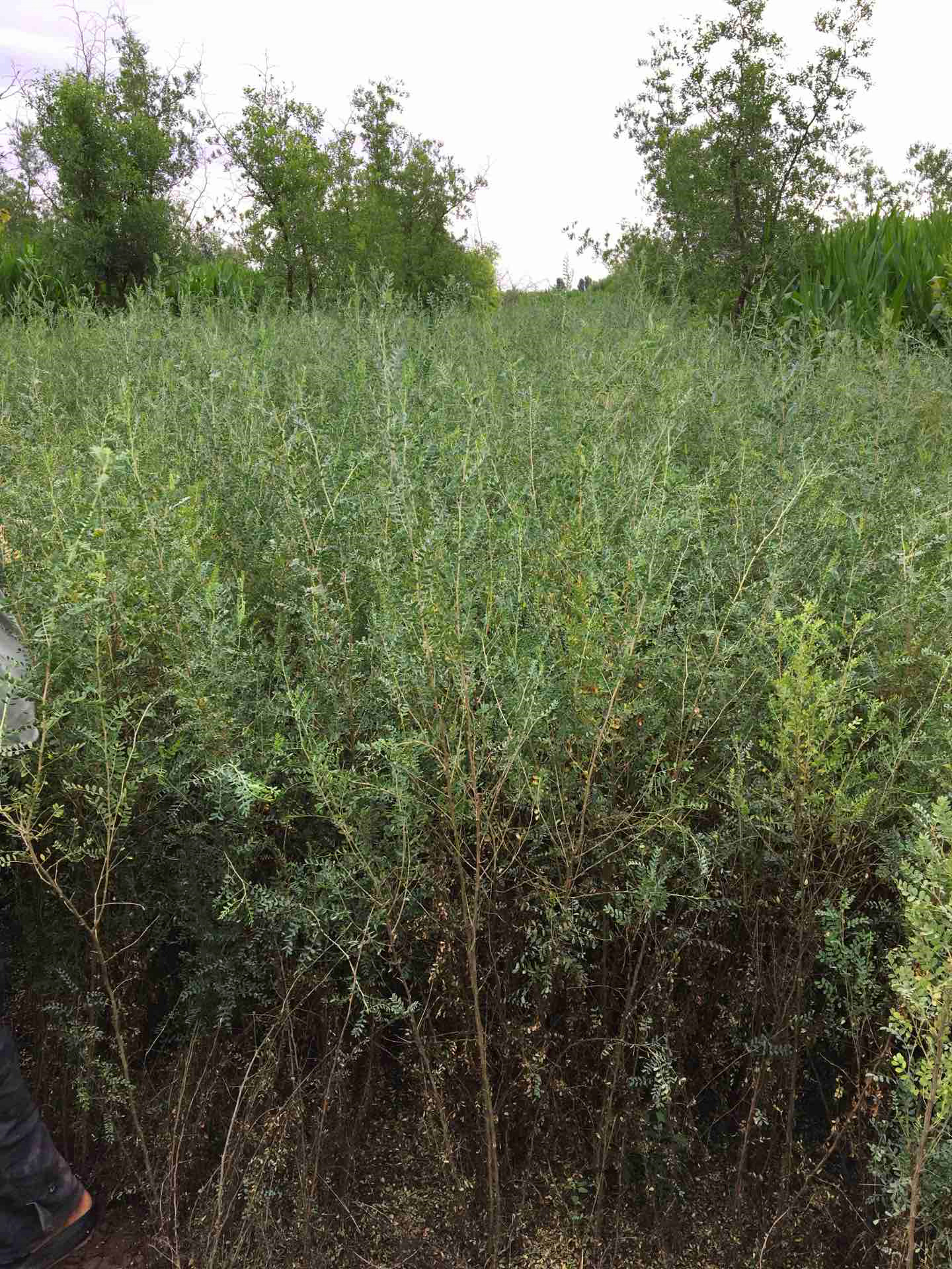 供应柠条树苗 一年生柠条苗 甘肃柠条锦鸡儿苗木