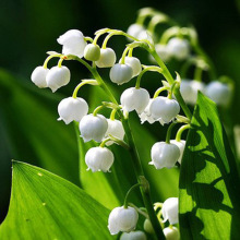 四季盆栽种球 铃兰花苗 铃兰球种根花卉植物当年开花带芽发货