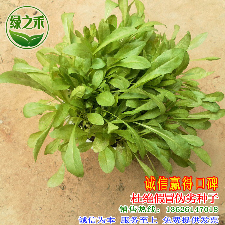 批发优质牧草种子将军菊苣草籽多年生奇可利产量高耐寒适口性好