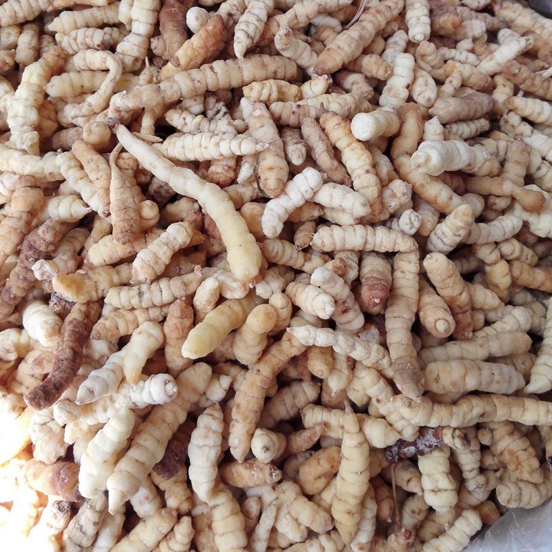 白虫草 肺痨草 白虫草肺痨草批发产地大货直销