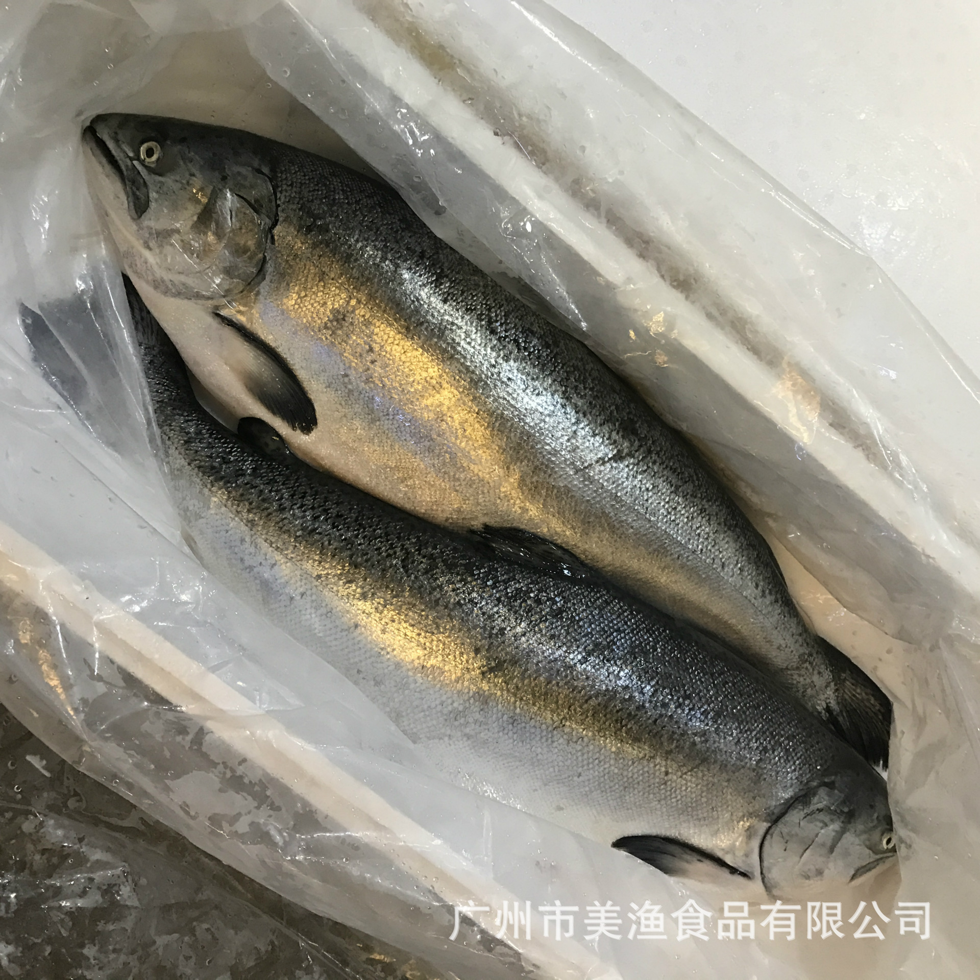 新西兰帝王鲑鱼 冰鲜 整条刺身三文鱼 9-14斤/条周四到货需要预订