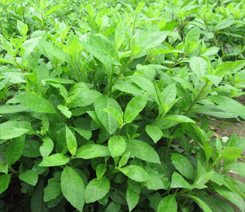 平卧菊三七提取物30:1 蔓三七草提取物 西安瑞林 现货供应