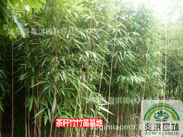 茶秆竹苗茶杆竹种苗庭院竹类绿化树木四季常绿观赏竹根苗