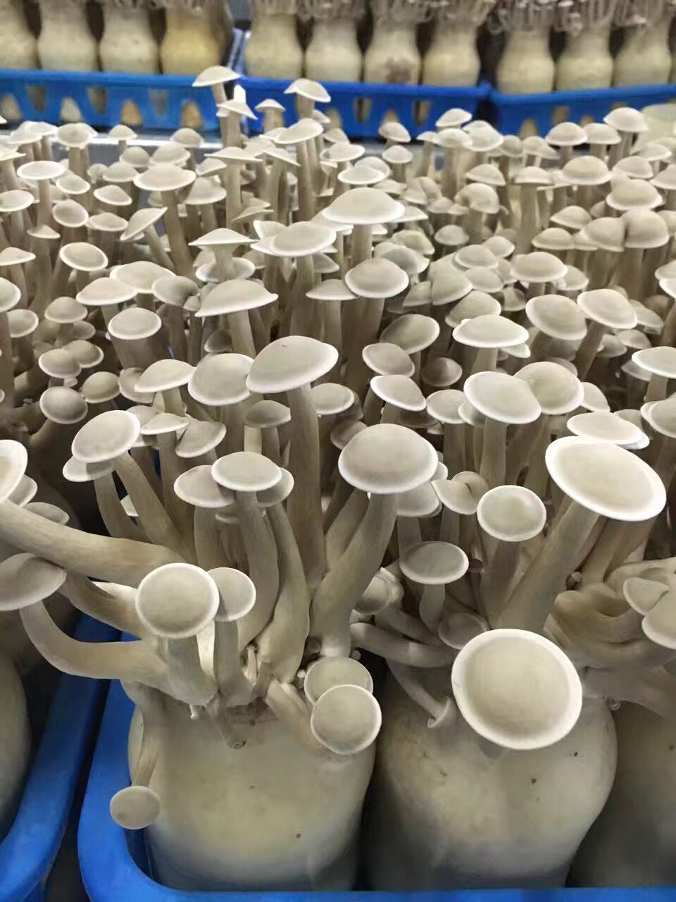 云南特产干品鹿茸菌菇 鹿茸菇食用菌批发 鹿茸菌山珍