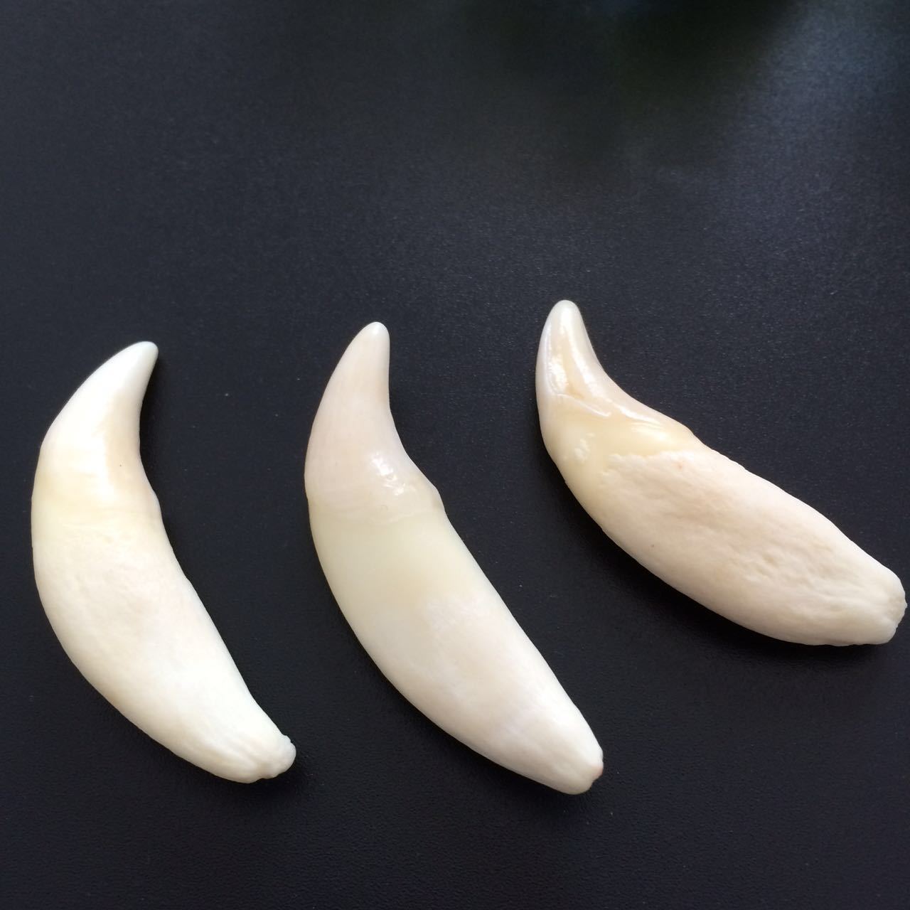 大号狼牙男士项链吊坠骨质真狼牙饰品情侣饰品对牙款