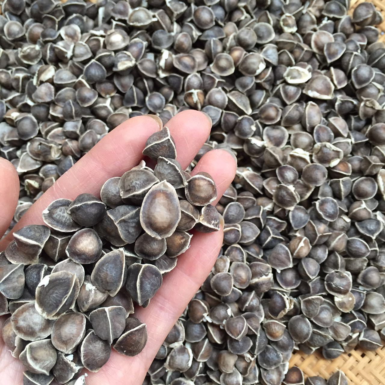 批发 辣木籽 中大颗粒 食用 辣木子500g