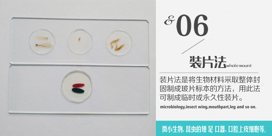 紫菜果胞子装片 生物切片 植物类 藻类 红藻门 显微镜用